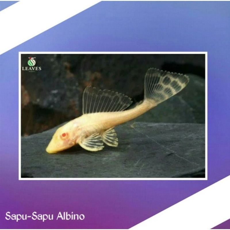 ikan sapu sapu kecil