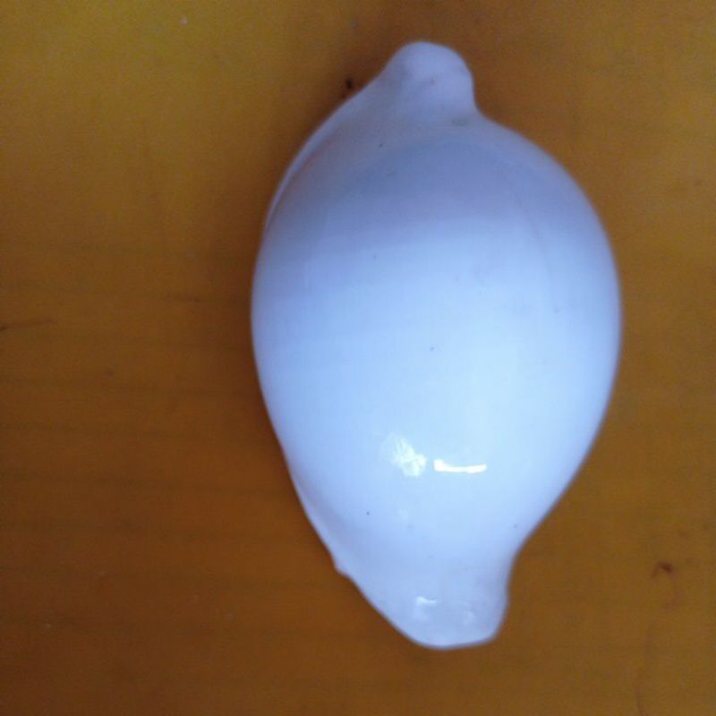 cangkang kerang hias
