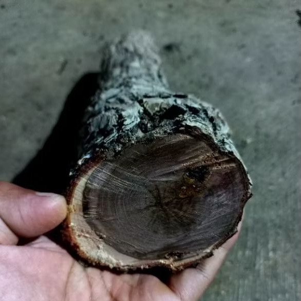 bahan kayu galih stigi/setigi wulung asli ful bahan galih original