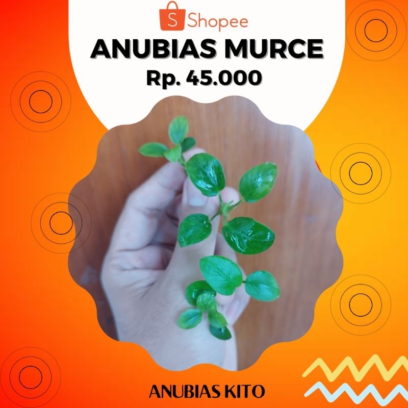 Anubias Murce paket (Paket berisi Anubias Petite, Anubias Panda ijo, Anubias Pinto, Anubias Nana Gol