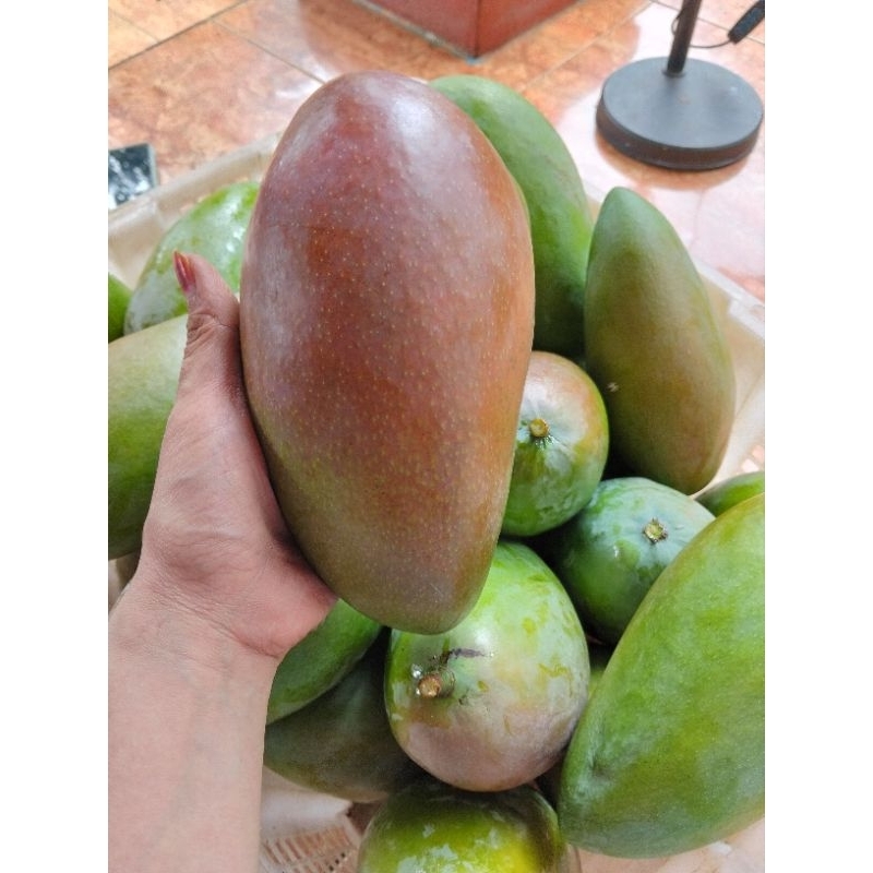 

Mangga kiojay mengkal 1biji ukuran 500gram-600gram.