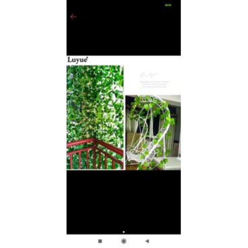 

daun rambat anggur