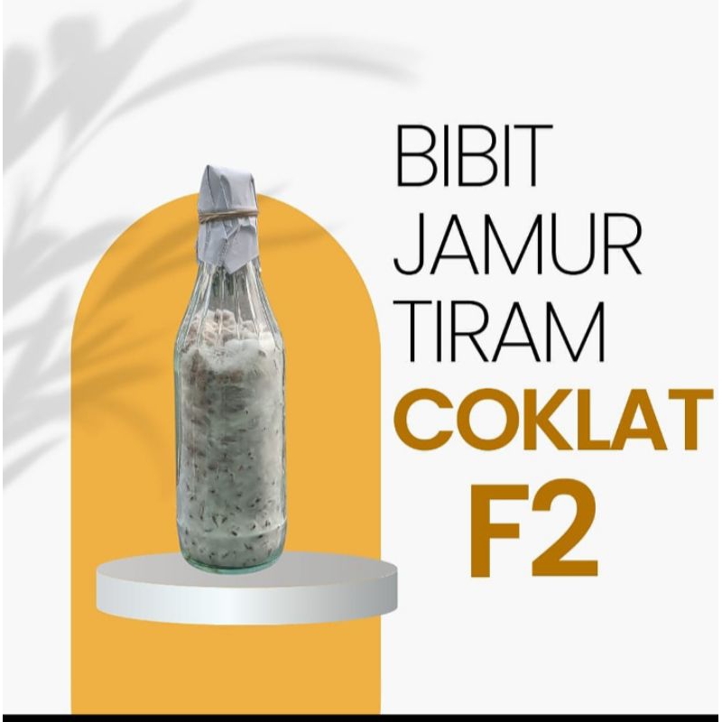 

BIBIT JAMUR TIRAM COKLAT F2