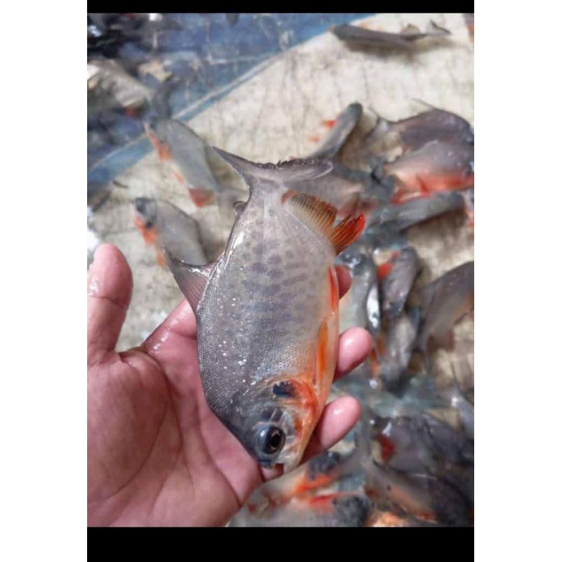 

ready stok ikan bawal ukuran 3-4 jari 4 ekor