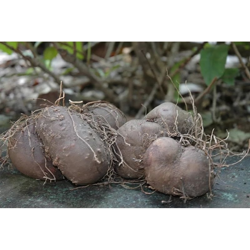 

Umbi Uwi Ungu Kalimantan