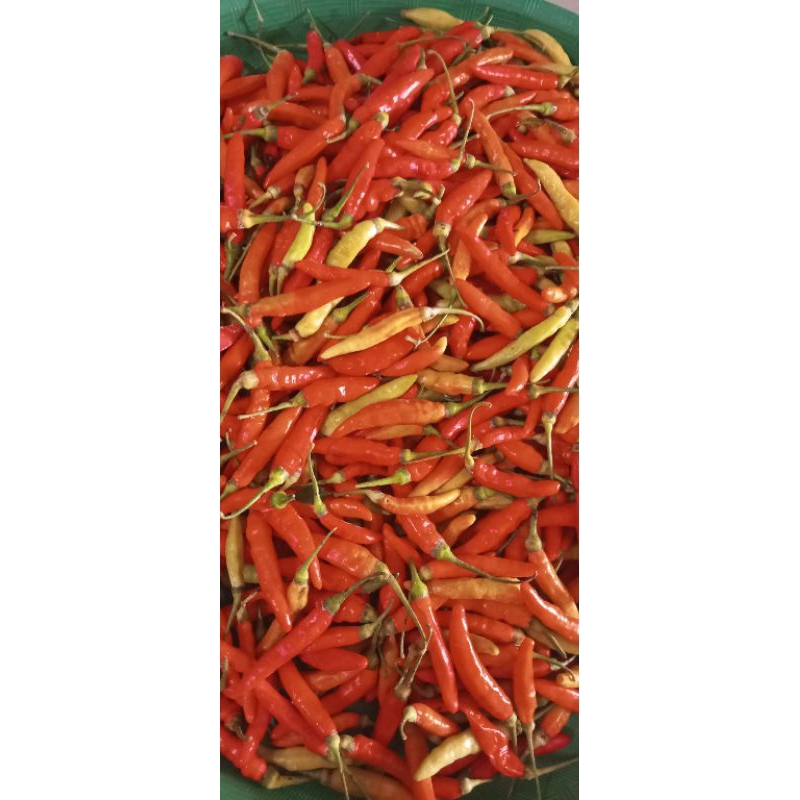 

CABE RAWIT BURGA 500GR