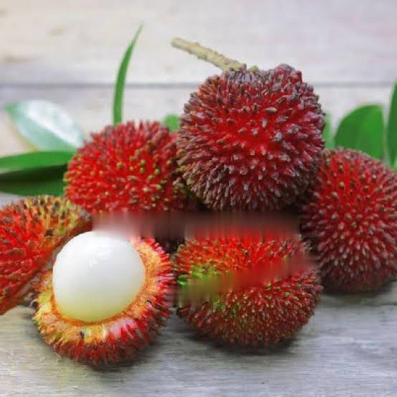 

Rambutan RAPIAH kondisi berbuah