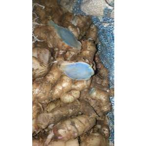 

temu ireng segar 1 kg