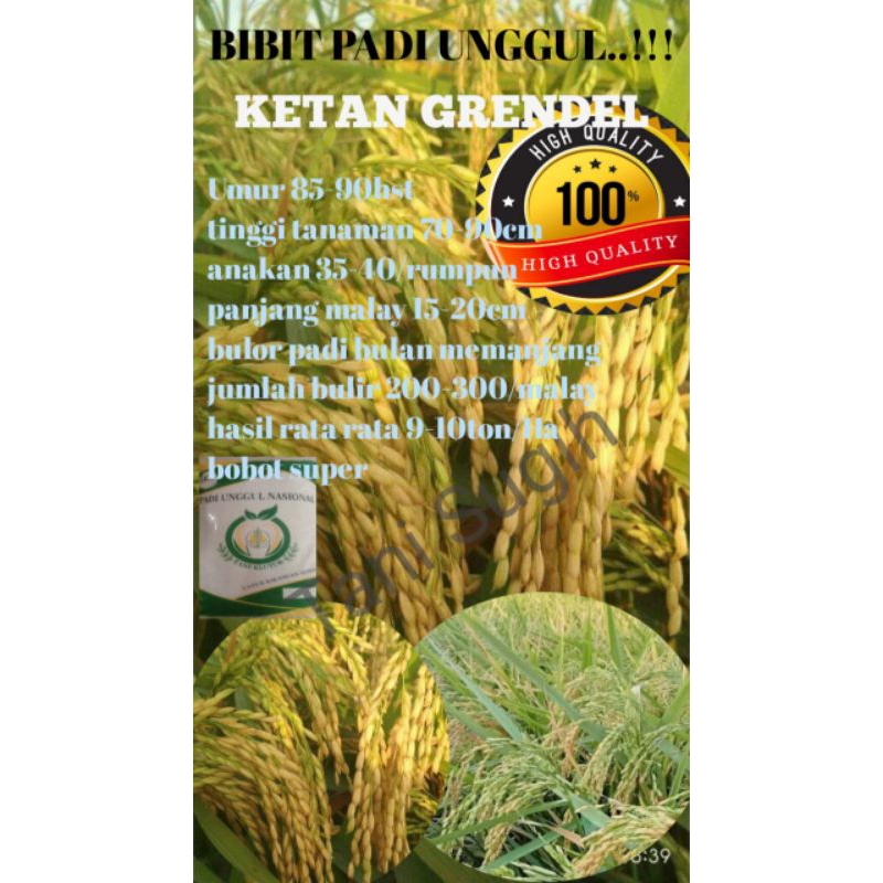 bibit padi KETAN GRENDEL kemasan 5kg,hasil bagus bobot mantap