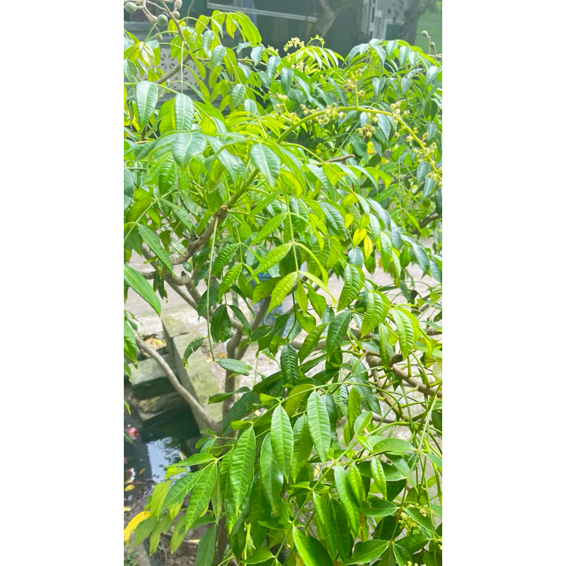 

daunkedongdong segar
