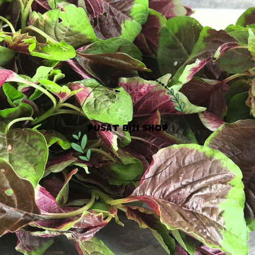 Biji Sayur Bayam Loreng Benih Bibit Bayem Organik Cocok Tanaman Hidroponik Siap Tanam