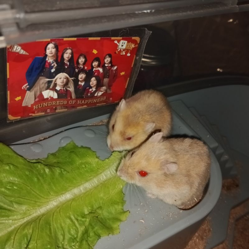 Hamster white winter, KHUSUS INSTAN SEKITARAN KOTA MEDAN. Lucu dan cute banget