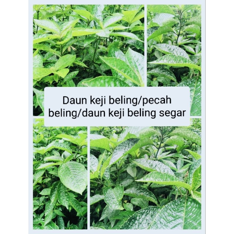 

Daun pecah beling/daun keji beling/daun keji beling obat herbal