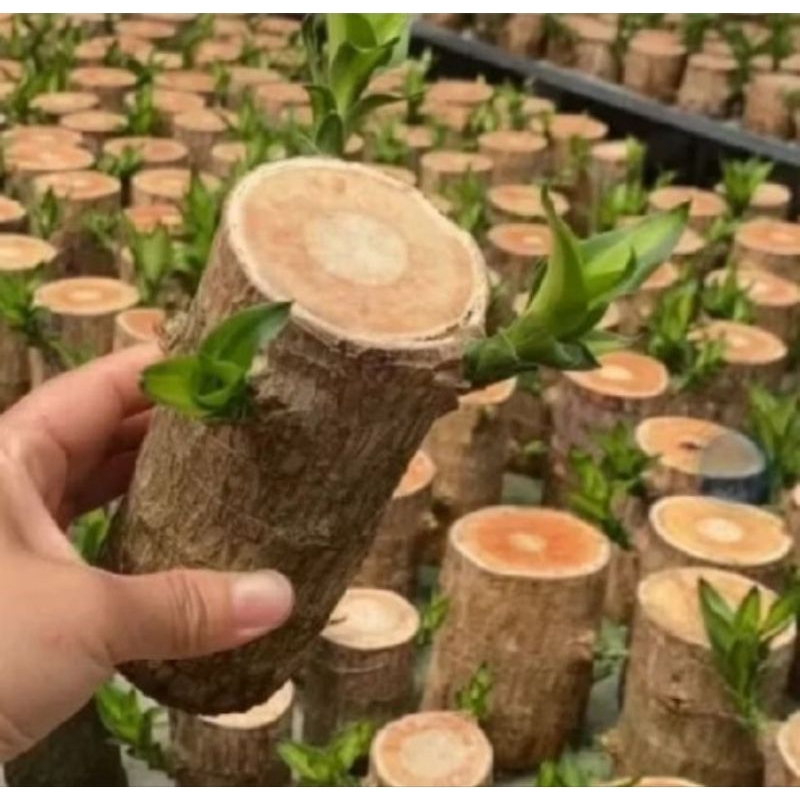 stek hanjuang hijau(brazilian wood) hanjuang besar
