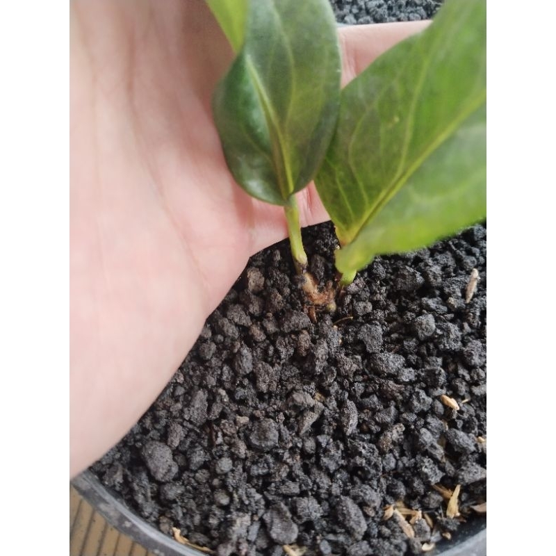 anthurium obor black ( bonggol )
