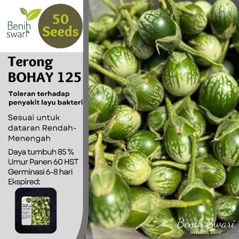 Benih Swari: (isi 50 butir) Benih Terong Lalap Hibrida BOHAY-125