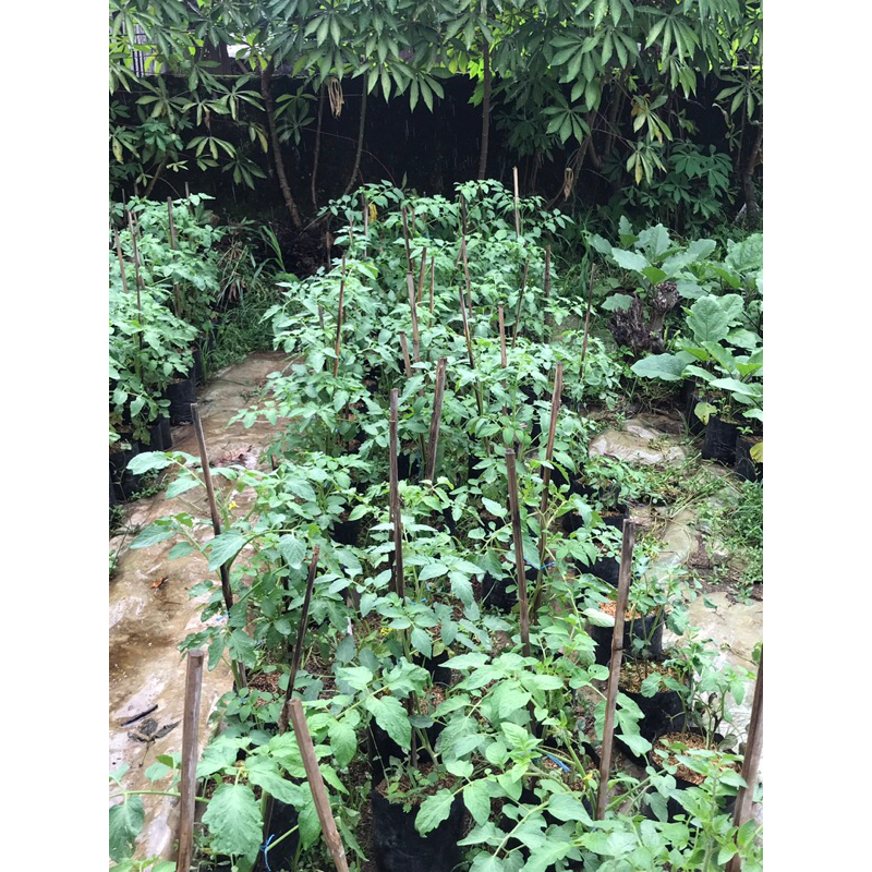 bibit tanaman tomat apel berbunga siap berbuah | bibit tomat apel