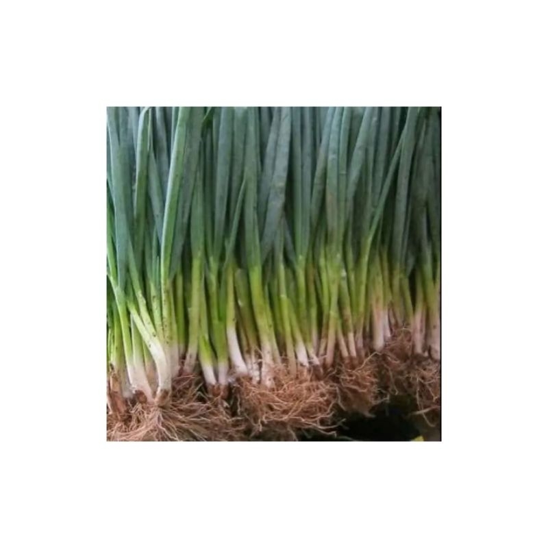 

DAUN BAWANG 500 GR