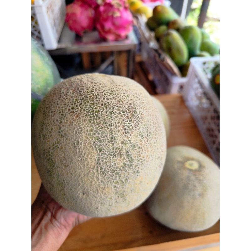 

Melon 1 buah 1, 2 kg - 1,5 kg kirim instan