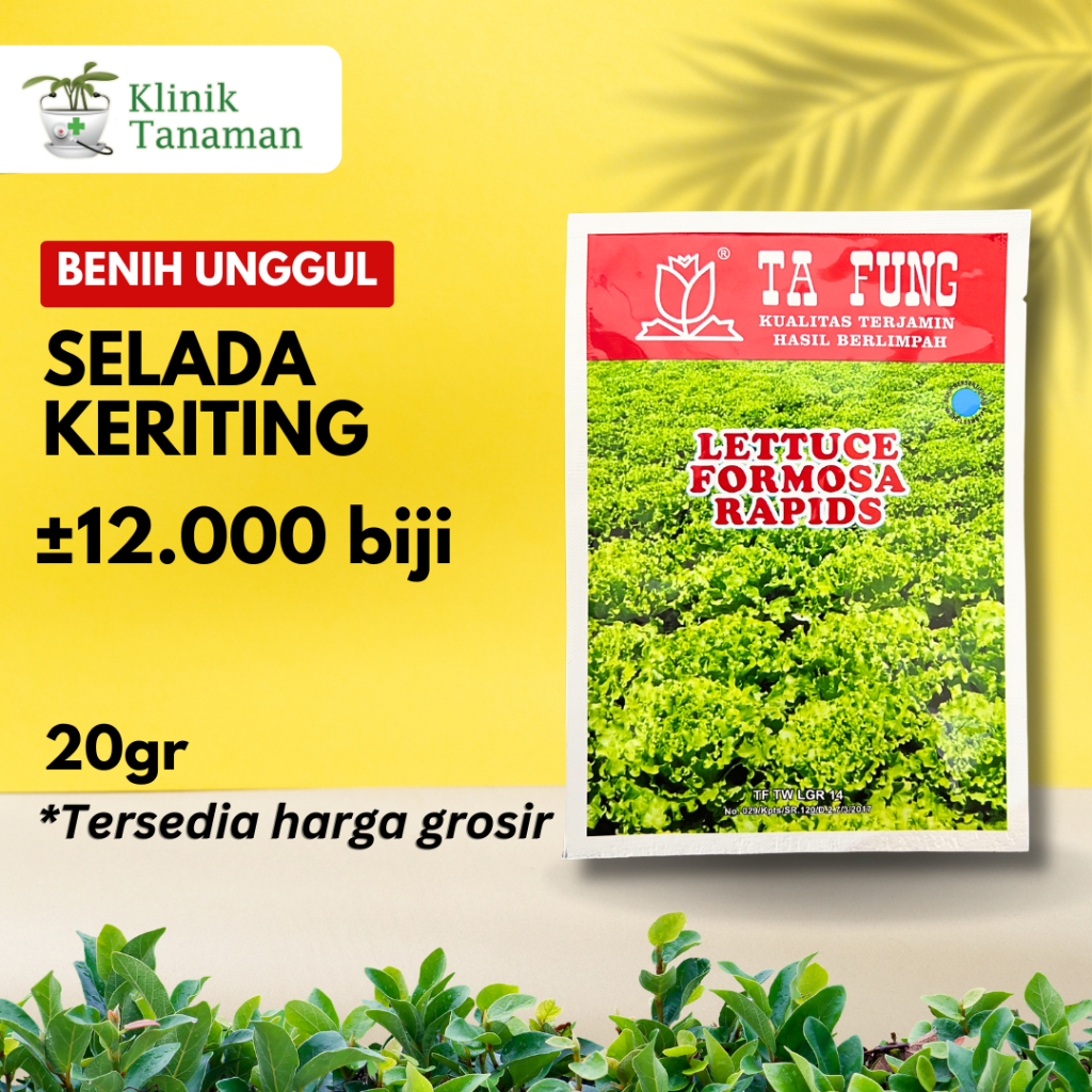 Benih Selada Keriting / Bokor Lettuce Grand FORMOSA 10gr (12.000 Biji) Bibit Selada Keriting Ta Fung