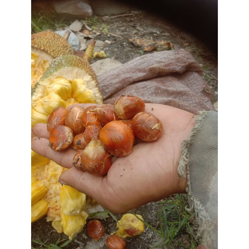 Biji cempedak, 500 gram biji cempedak, Bibit tanaman buah pohon tua