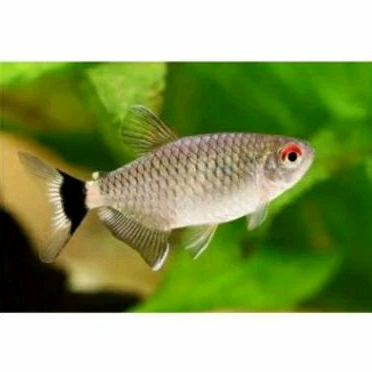

HIASAN AQUARIUM- MANOSA UKURAN 3-4 CM