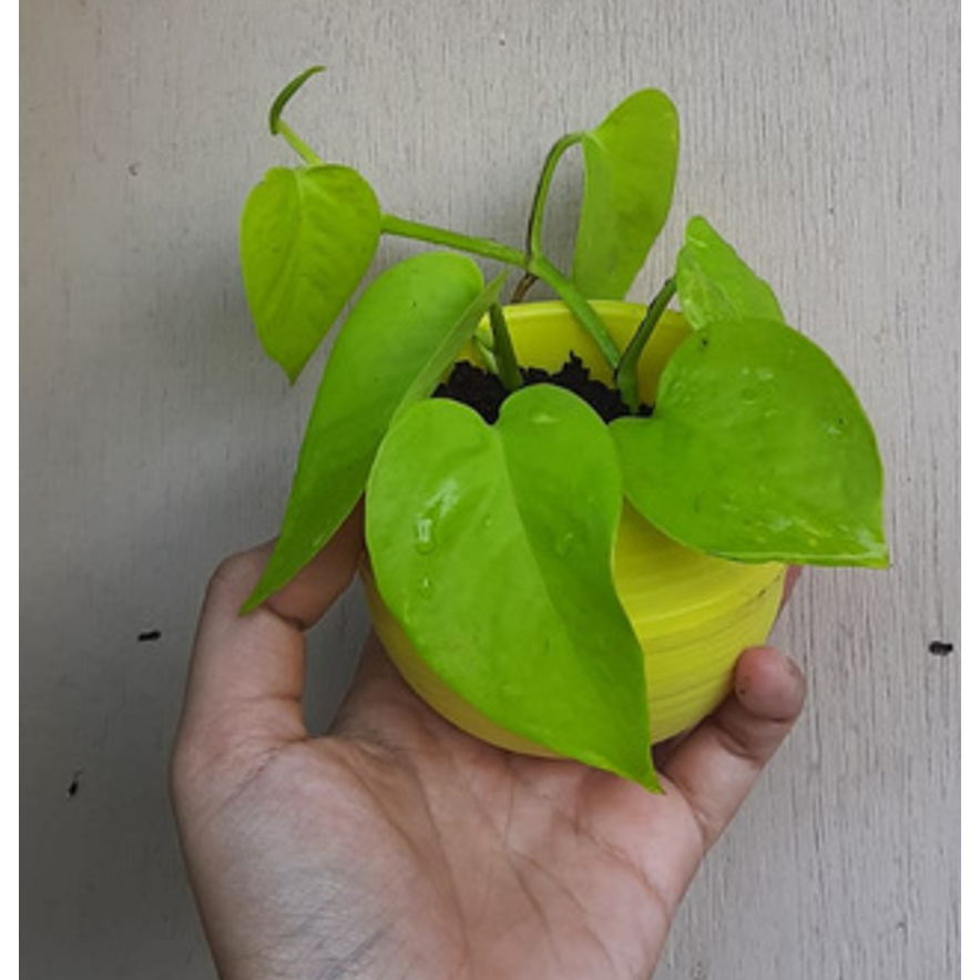Pot otomatis/ Self Watering Pot SWP/Pot bunga tanaman hias otomatis/Pot Unik Mini Lucu Indoor  MURAH