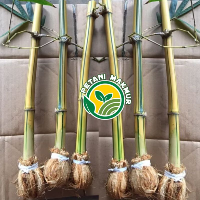 Bibit Bambu Kuning Asli Bambu Ampel Kuning