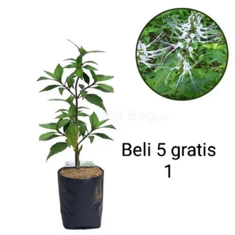 

Pohon Tanaman Kumis Kucing Orthosiphon aristatus Herbal Mengatasi Penyakit Batu Ginjal