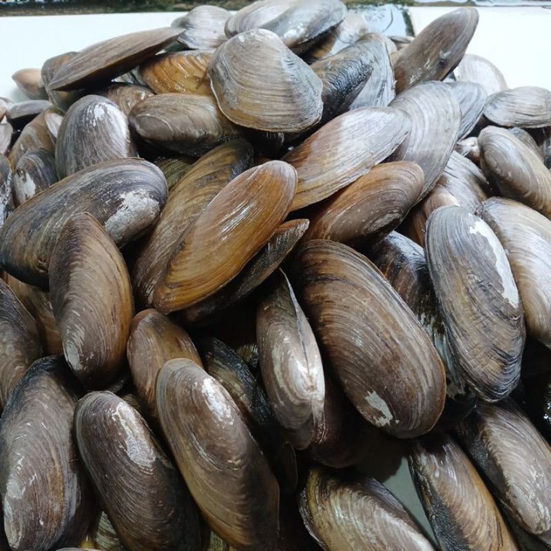 

kerang tawar kerang kijingfresh