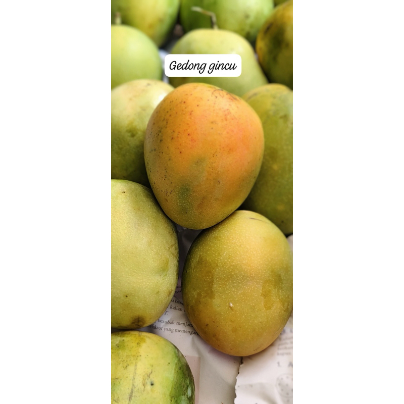 

MANGGA GEDONG GINCU MUSIMAN HARGA YG TERTERA UNTUK 5kg