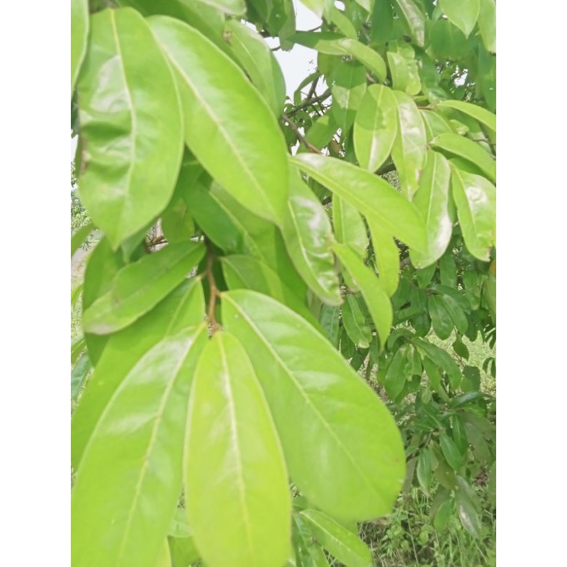 

DAUN SIRSAK(daun sirsak fresh)daun sejuta manfaat)