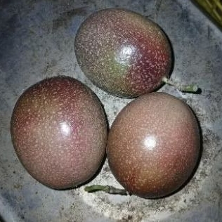 

[3]Buah Markisa Ungu Manis Asam