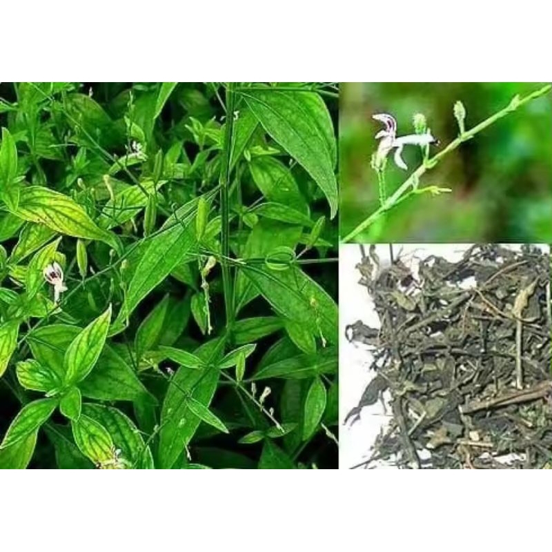 

herbal sambiloto kering kualitas bagus 1kilo/sambiloto segar 1kg