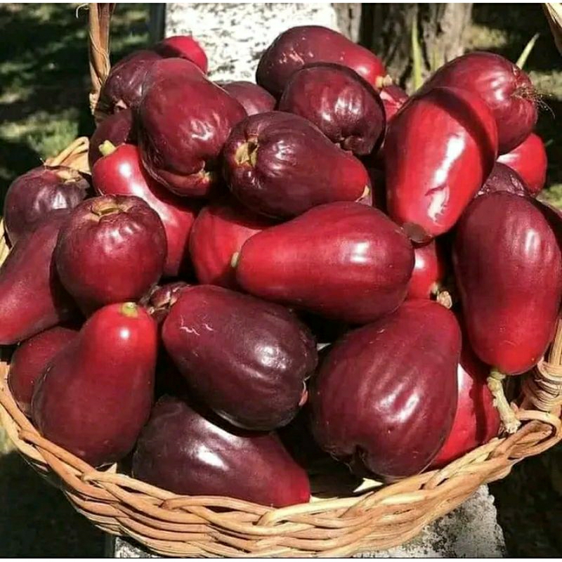 

BUAH JAMAIKA / BOL PUSATNYA DIPETIK DARI KEBUN SENDIRI DIJAMIN FRESH