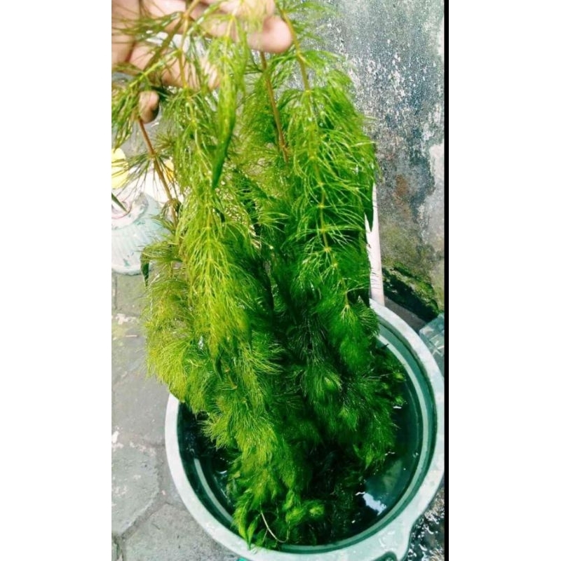 ganggang ekor tupai.