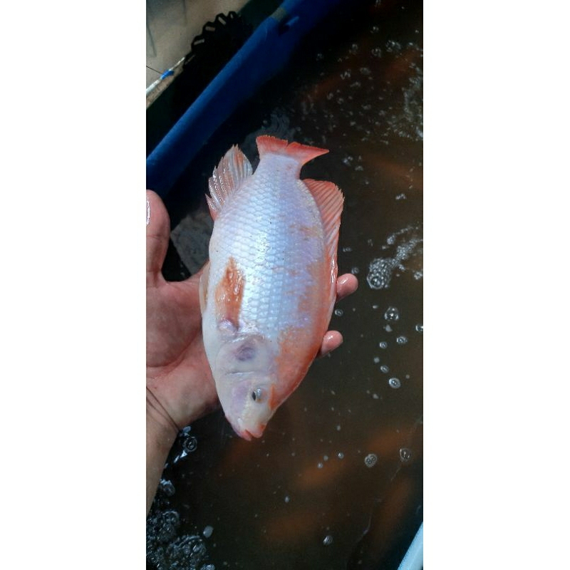 

Ikan Nila Segar 1KG konsumsi fresh