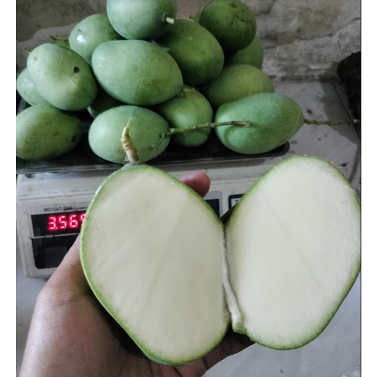 

mangga madu manalagi kondisi muda 1kg isi 4-5