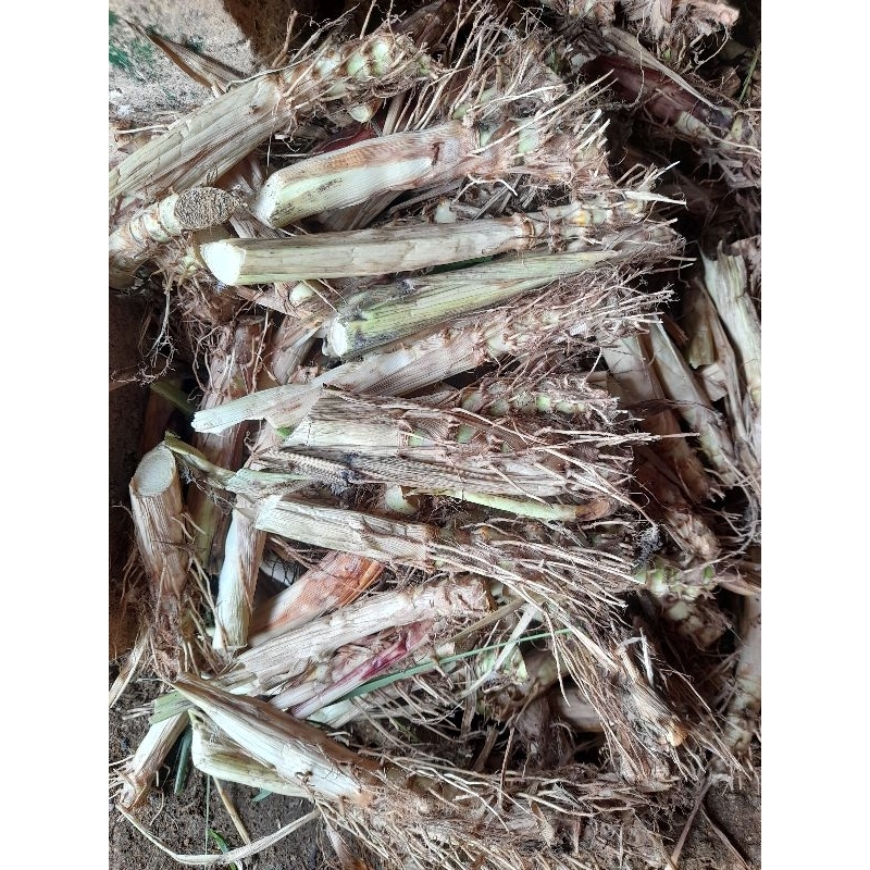 BIBIT ODOT/PAKAN TERNAK ODOT/ODOT