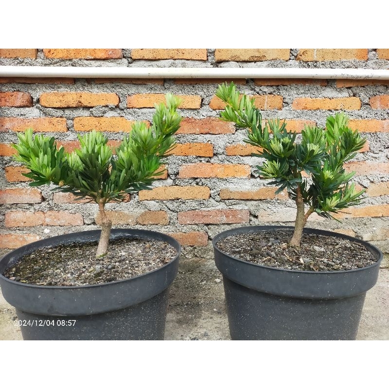 lohansung blue cincuan