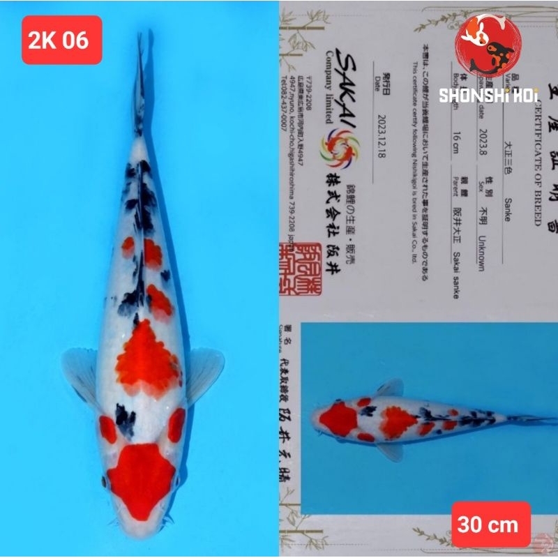 ikan koi import kujaku sanke hi utsuri showa ginrin kohaku  kode 2K