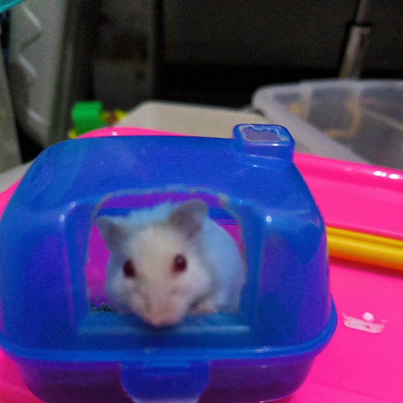 Hamster Winter White Pearl