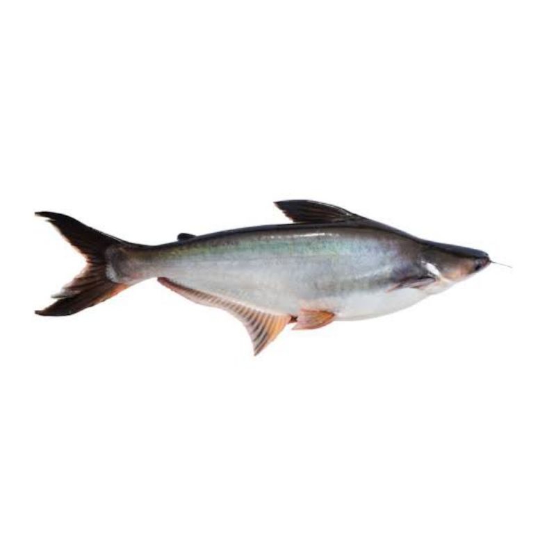 

Ikan Patin Segar Per Ekor