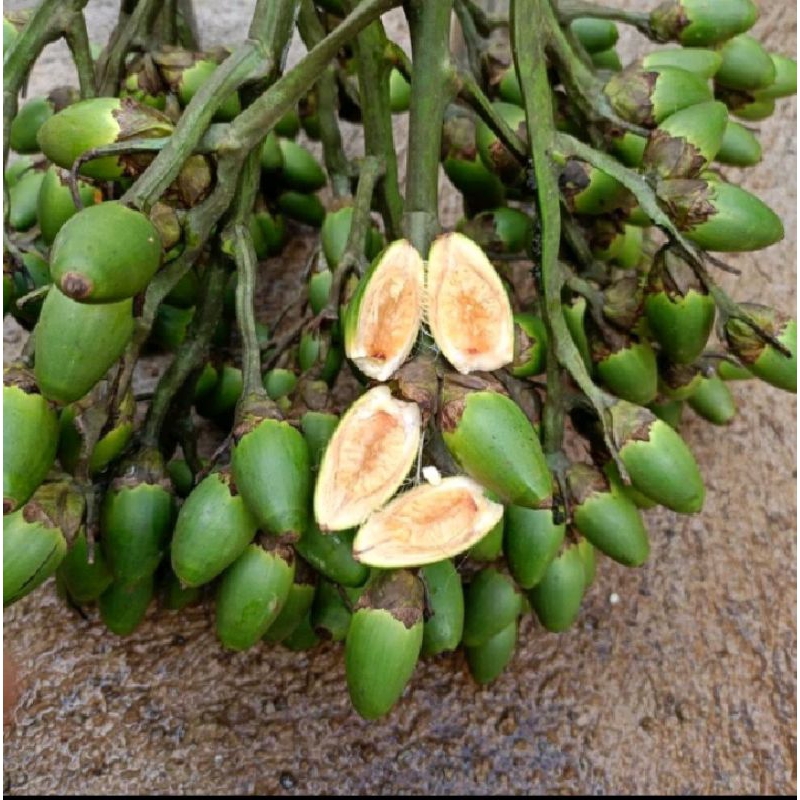 

setamina herbal buah pinang muda per 1kg