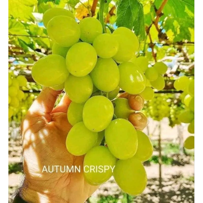 Bibit Anggur Import AUTUMN CRISPY Hasil Grafting Valid