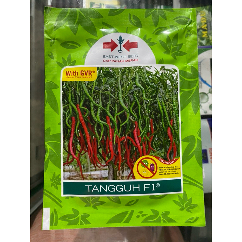 BENIH CABAI KERITING " TANGGUH F1 "