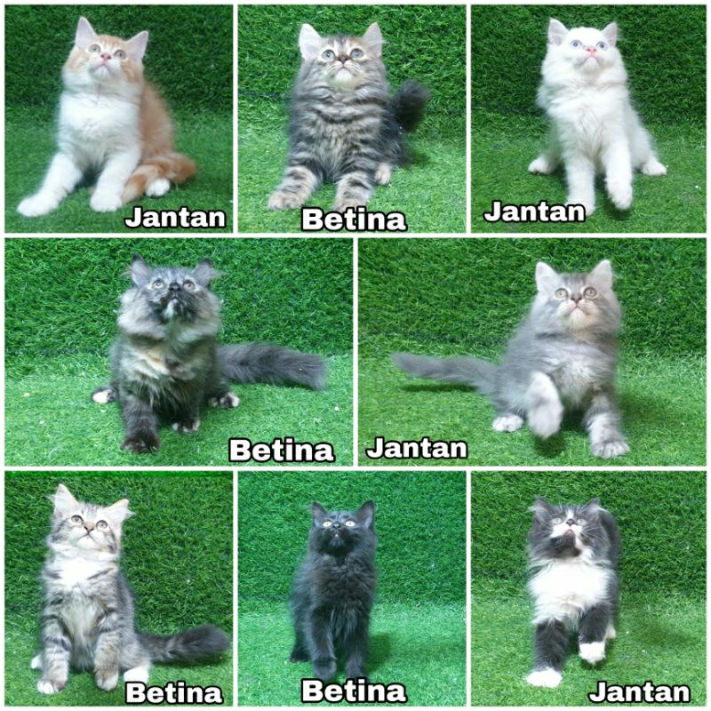 Adopsi adop Kitten Persia Abu abu hitam Calico 2,5 bulan lucu Bulu Kapas