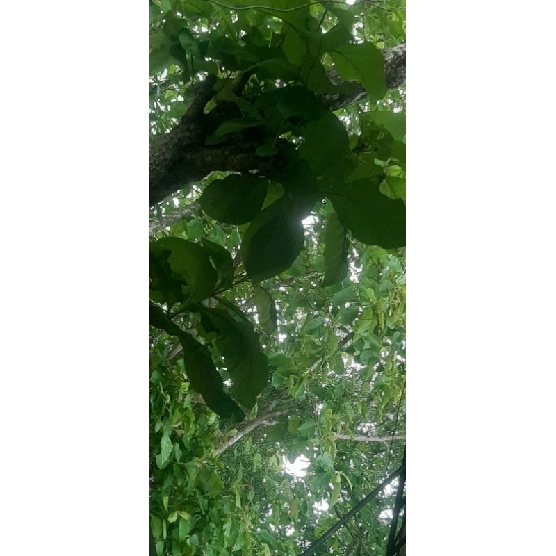 

daun jati seger langsung petik kebun 1kg