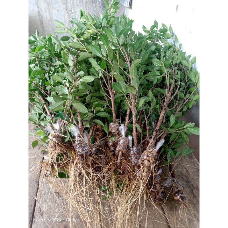 bibit kimeng cangkok paket isi 100+10