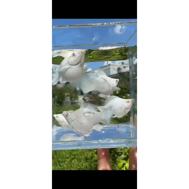 

molly platinum mata merah ( albino) rountail